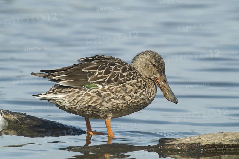 A female Northern Shoveler rests on a floating log at Colusa National Wildlife Refuge California
