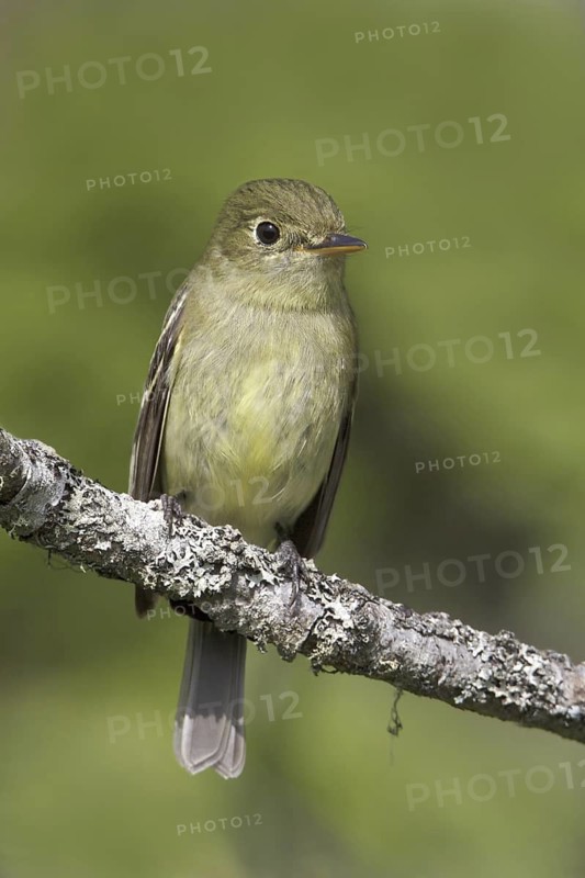 Yellow-bellied Flycatcher (Empidonax flaviventris), Newfoundland, Canada