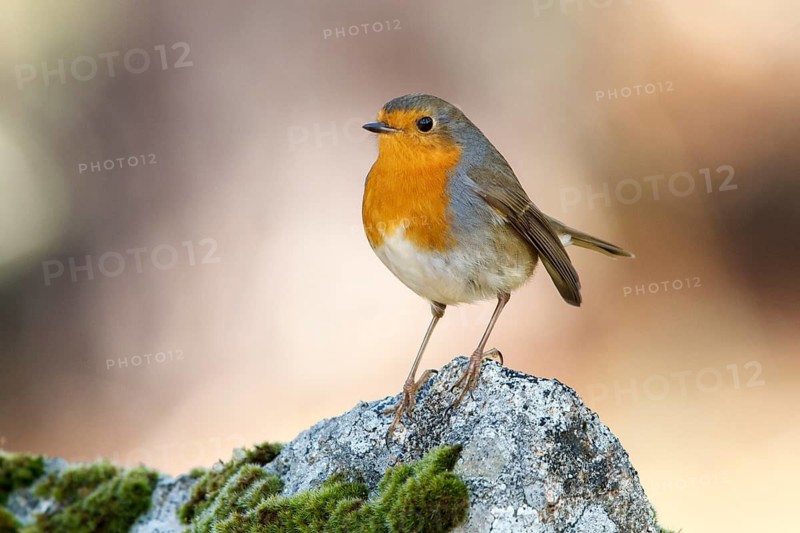 European Robin (Erithacus rubecula), perched on a stone, Galicia, Spain