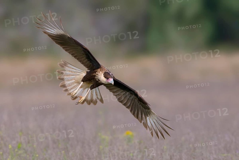 Crested Caracara (Caracara cheriway)