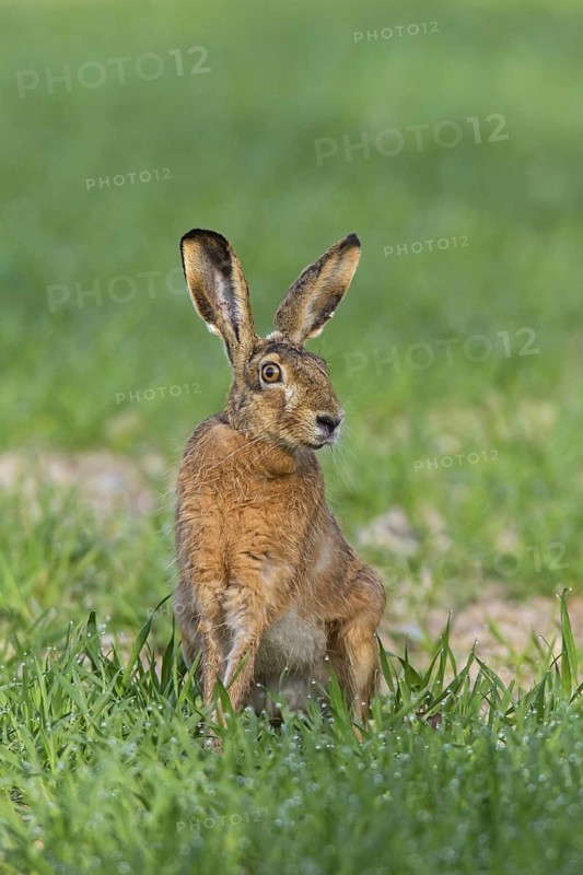 European brown hare (Lepus europaeus) sitting in meadow, field in spring