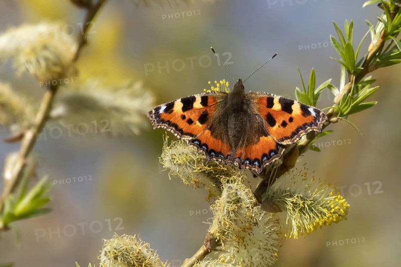 Small tortoiseshell butterfly (Aglais urticae) adult insect feeding on Goat willow (Salix caprea) blossom flowers in spring, Herefordshire, England, United Kingdom