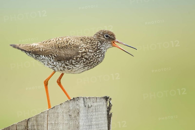 Common Redshank (Tringa totanus), Netherlands