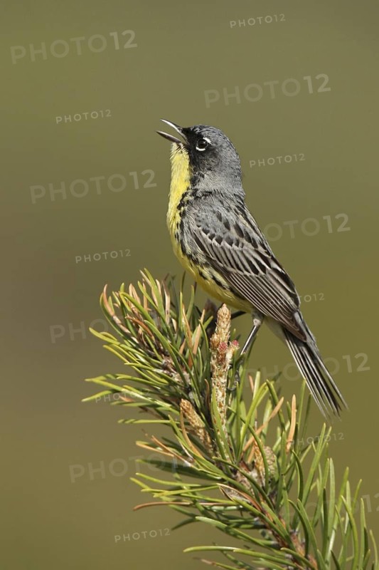Kirtland's Warbler (Setophaga kirtlandii) singing, Michigan, USA
