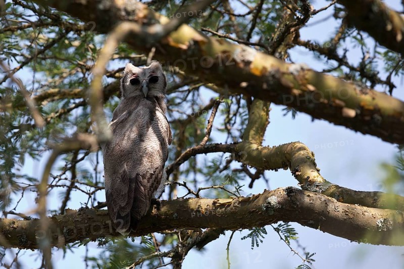 Verreaux's Eagle-Owl (Bubo lacteus) flightless juvenile perched in a tree, Queen Elizabeth National Park, Uganda