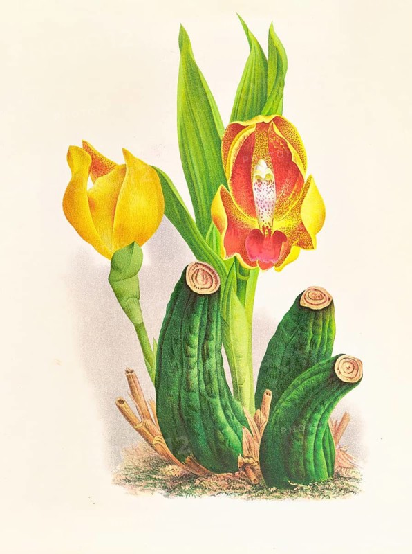 Orchid, Anguloa Ruckeri var media, authentic reproduction of an illustration by Jean Jules Linden (1817 - 1898), Luxembourg-Belgian botanist, one of the fathers of orchid research, Historical