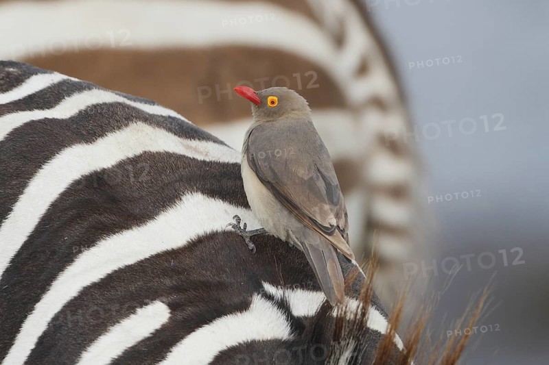 Red-billed Oxpecker (Buphagus erythrorynchus), Lake Nakuru, Kenya