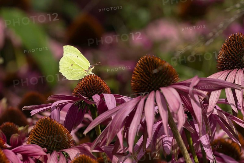 Brimstone butterfly (Gonepteryx rhamni) adult male insect feeding on a garden Coneflower (Echinacea purpurea) in summer, Norfolk, England, United Kingdom