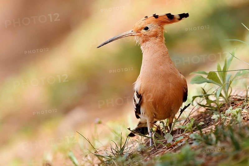 Hoopoe (Upupa epops), Algarve, Portugal