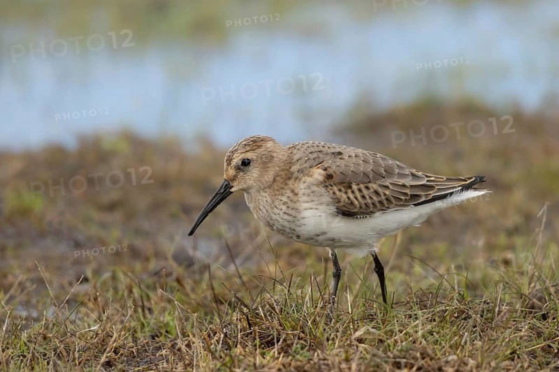 Dunlin (Calidris alpina) foraging, Smaland, Sweden