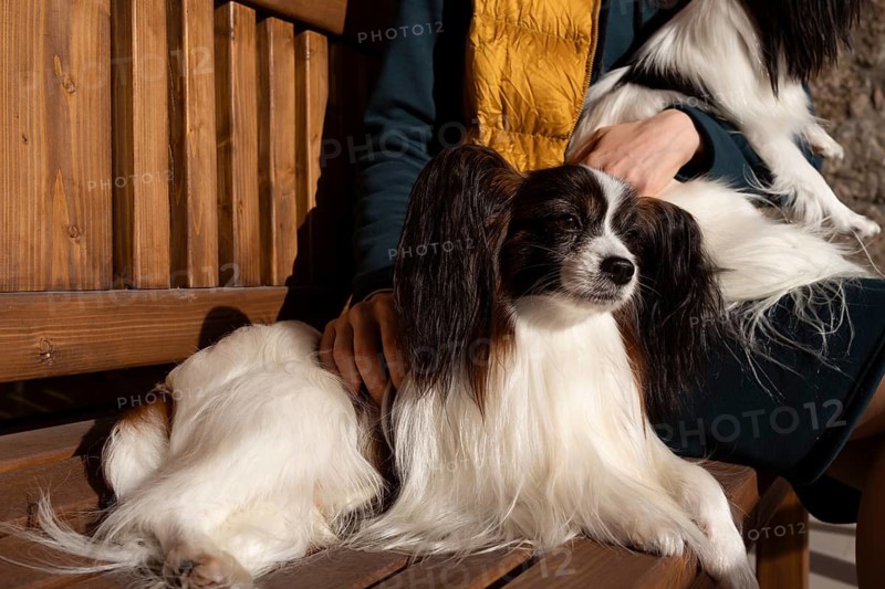 An owner enjoys a sunny day on the bench with two purebred Papillon dogs. The dogs' long ears and silky fur are highlighted by the warm light, showcasing their elegance