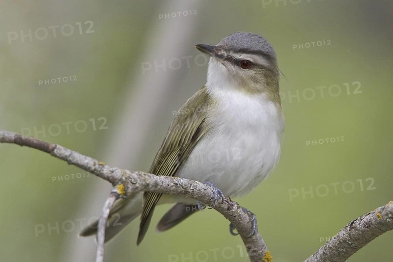 Red-eyed Vireo (Vireo olivaceus), Manitoba, Canada