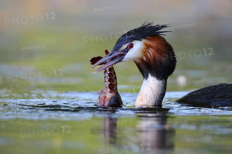 Great Crested Grebe (Podiceps cristatus) feeding on a crawfish, North Rhine-Westphalia, Germany