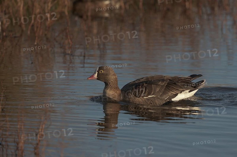 Lesser White-fronted Goose (Anser erythropus), Schleswig-Holstein, Germany
