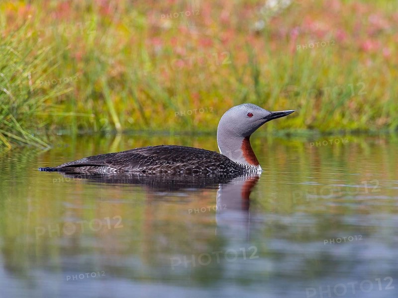 Red-throated Loon (Gavia stellata), Sweden