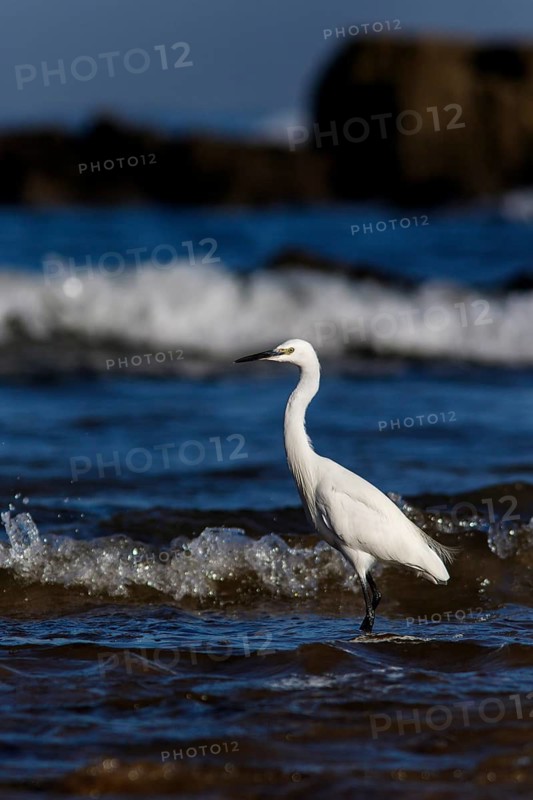 Little Egret (Egretta garzetta) on shore, Asturias, Spain