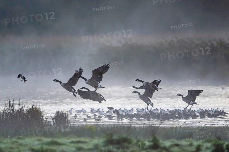 Canada Goose, Branta Canadensis, birds in flight over marshes