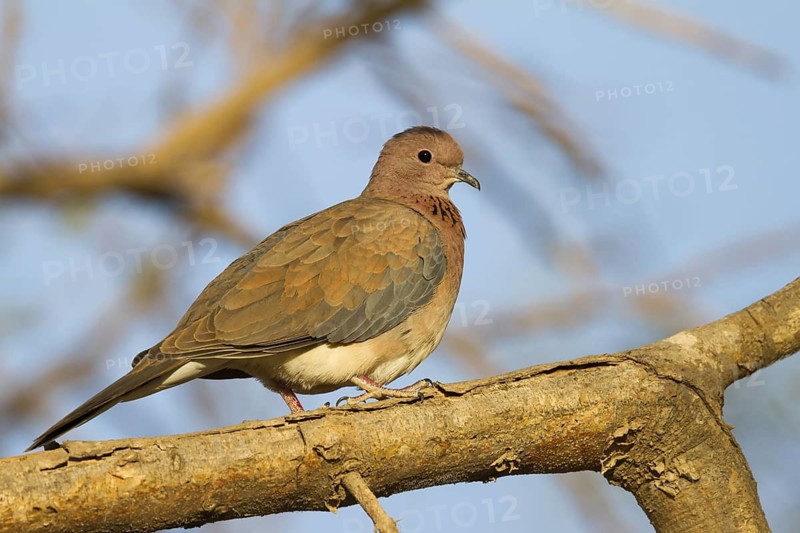 Laughing Dove (Spilopelia senegalensis), Oman