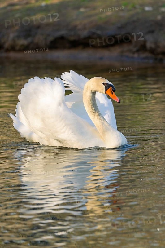Elegant swan swimming on a calm lake, wings majestically spread, Nagold, Black Forest, Germany