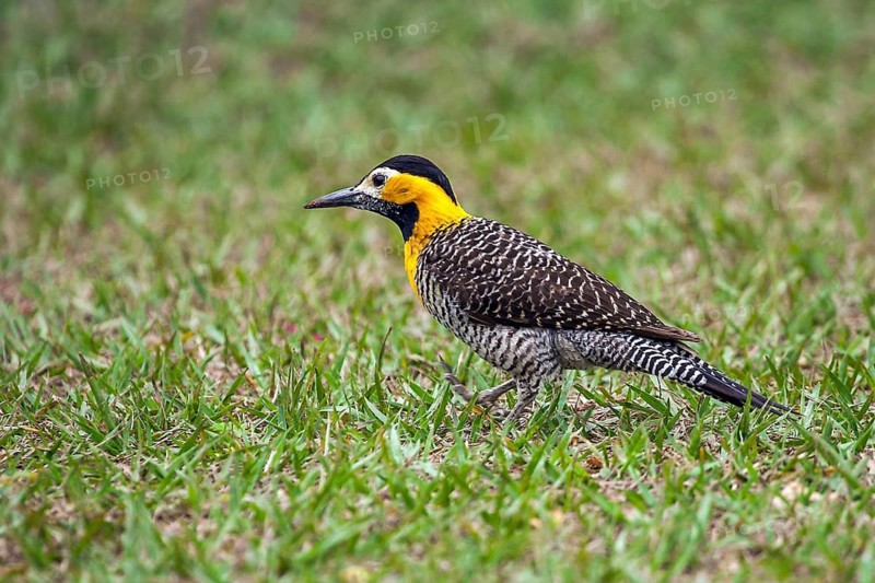 Field woodpecker (Colaptes campestris), South America, Brazil, Pantanal