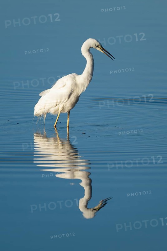Great White Egret (Ardea alba) foraging in the shallow water zone of a lake, blue water, Lower Saxony, Germany