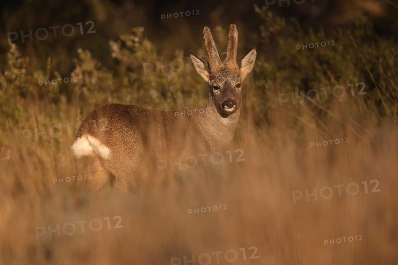 A majestic roe deer stands gracefully amidst tall, golden grass. Sunlight softly illuminates its serene surroundings, creating a tranquil and natural wildlife scene