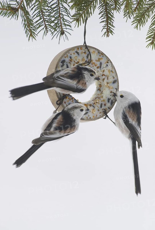 Long-tailed Tit (Aegithalos caudatus), Saxony, Germany