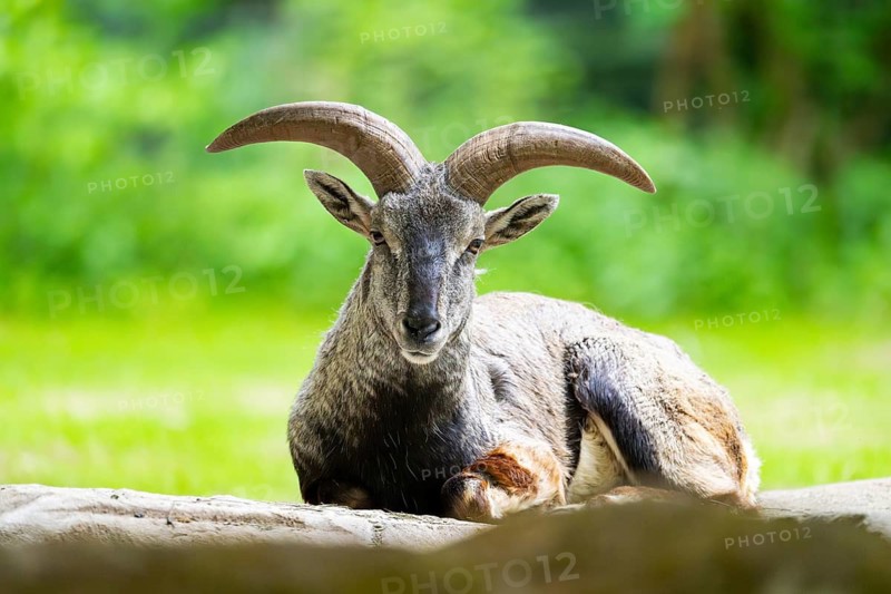 Bharal (Pseudois nayaur) lying on a rock, Germany