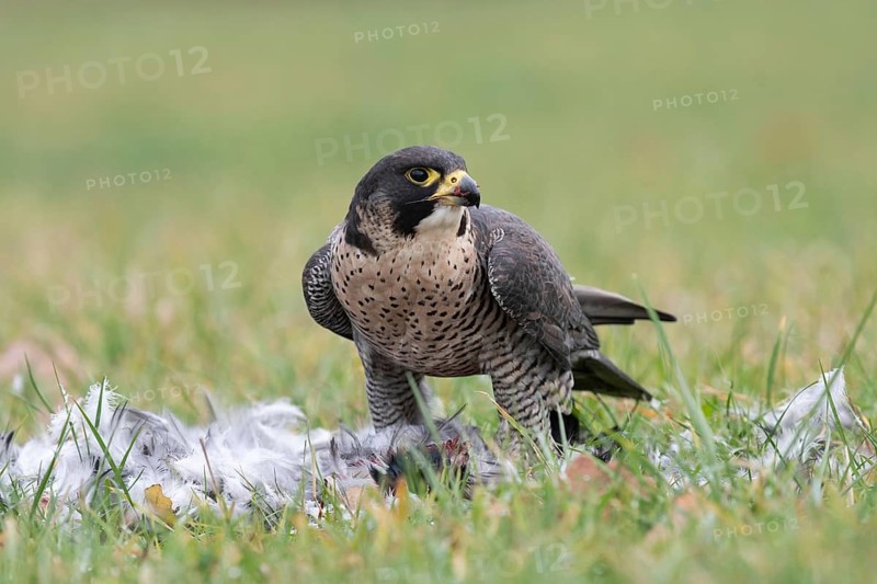 Peregrine Falcon (Falco peregrinus) captive, with prey, Saxony, Germany