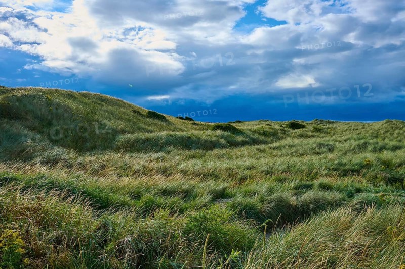 Gentle dune landscape with tall grass under a cloudy sky, Seahouses, Northumberland, England, Great Britain