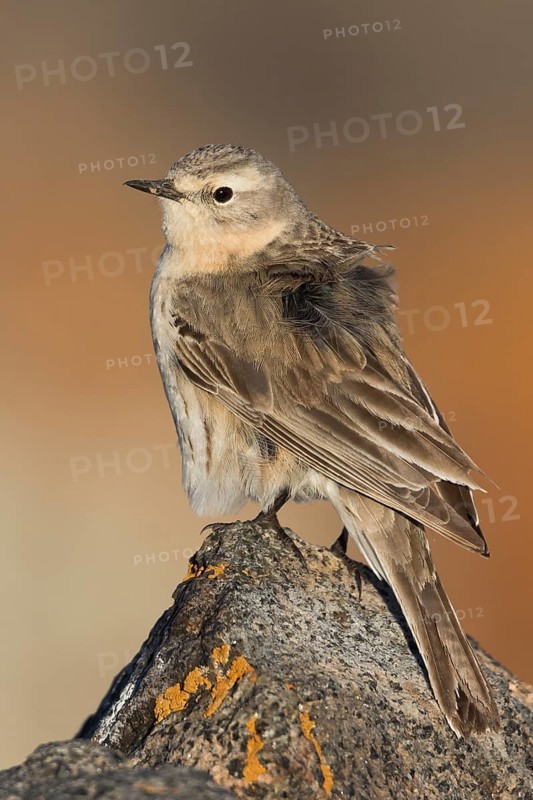 Water Pipit - Bergpieper - Anthus spinoletta ssp. blakistoni, Kyrgyzstan, adult
