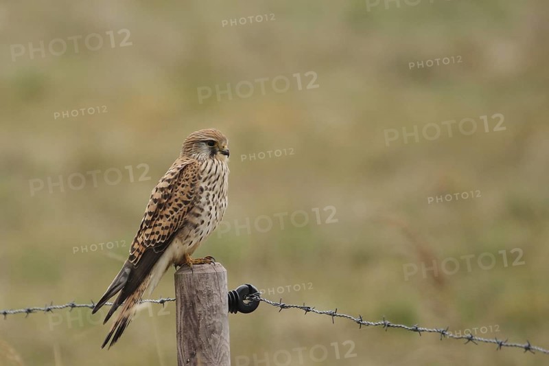 Common Kestrel (Falco tinnunculus), Lower Saxony, Germany