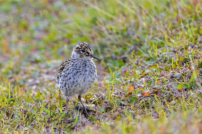 Purple sandpiper (Calidris maritima) chick, young on the tundra in summer, Svalbard, Spitsbergen, Norway