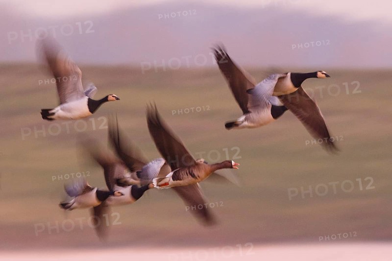 Barnacle Goose & Greater White-fronted Goose (Branta leucopsis & Anser albifrons), North Rhine-Westphalia, Germany