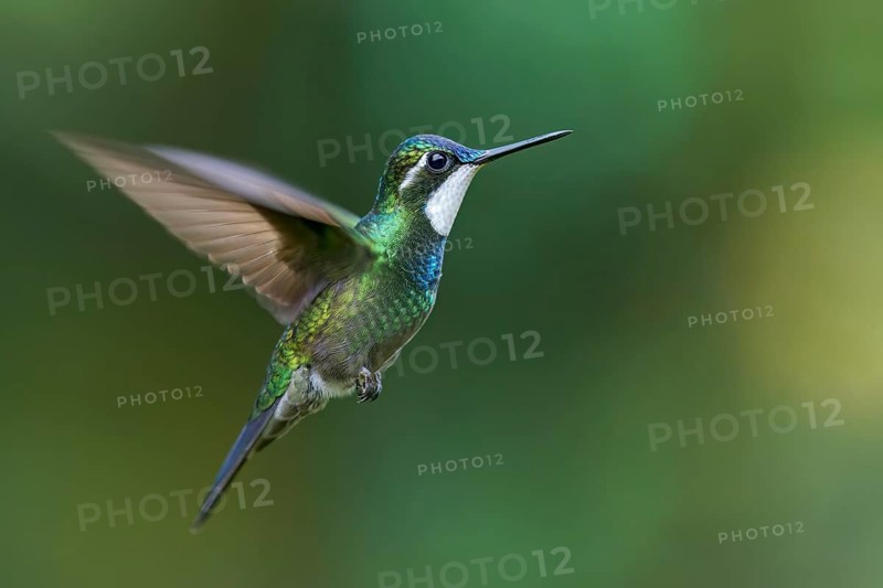 White-throated Mountain-Gem (Lampornis castaneoventris) flying while feeding at a flower in Panama