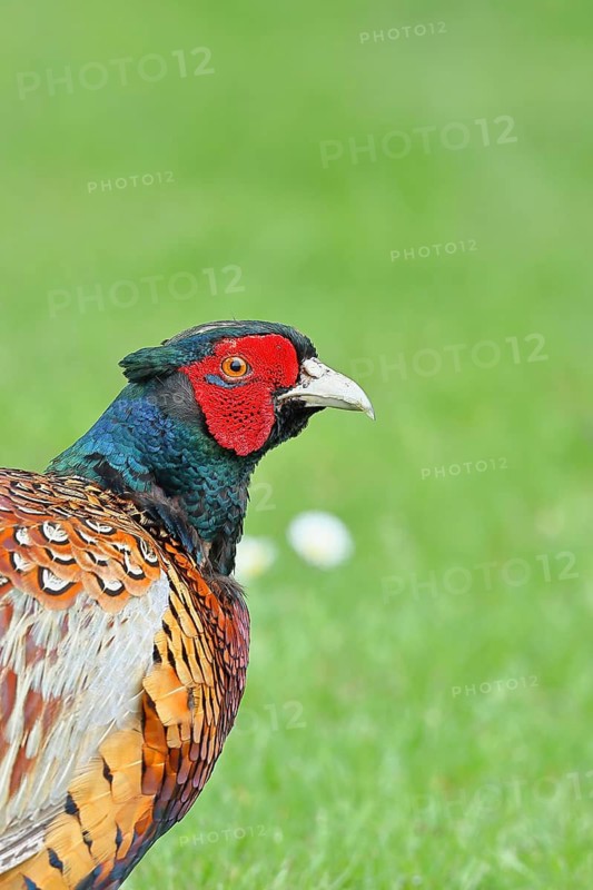 Pheasant, hunting pheasant (Phasianus colchicus), adult male bird in a meadow, animal portrait, wildlife, Lembruch, Ochsen Moor, Dümmer nature park Park, Lower Saxony, Germany
