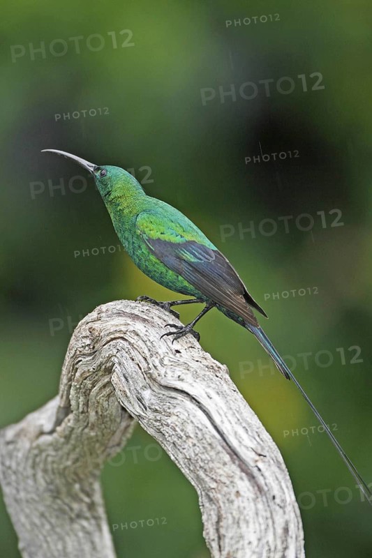Malachite Sunbird (Nectarinia famosa) male, Western Cape, South Africa