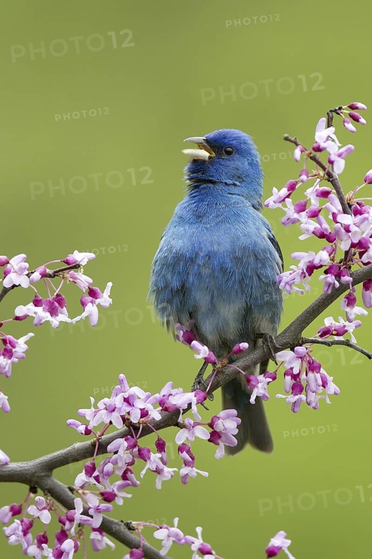 Indigo Bunting (Passerina cyanea) male, Ohio, USA