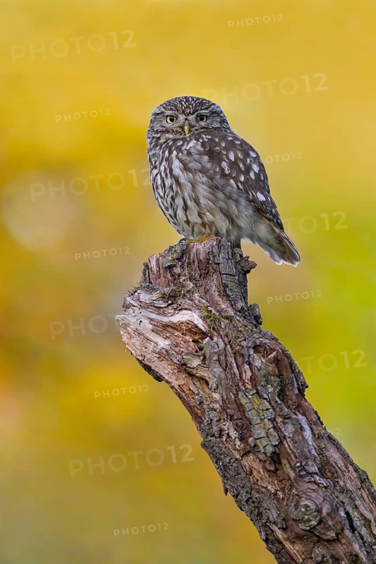 Little Owl (Athene noctua), on dead apple tree branch in evening light, Biosphere Reserve, Swabian Alb, Baden-Württemberg, Germany