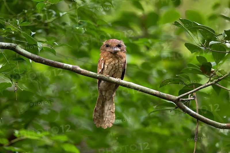 Gould's Frogmouth (Batrachostomus stellatus) perched on a branch, Pahang, Malaysia