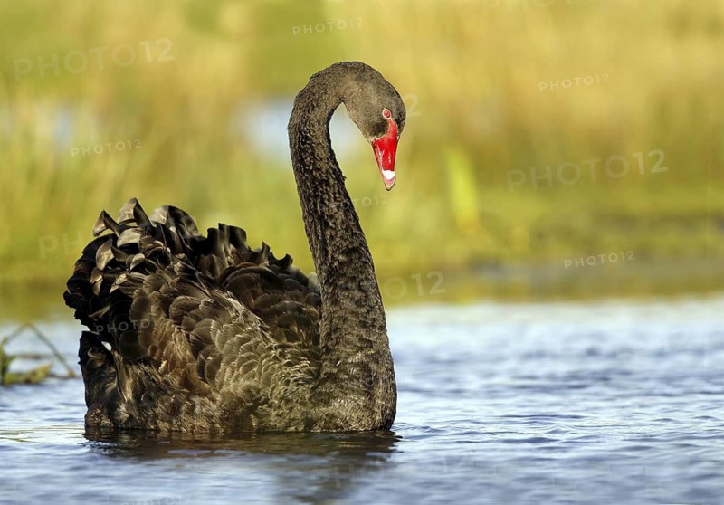 Black Swan (Cygnus atratus), Victoria, Australia