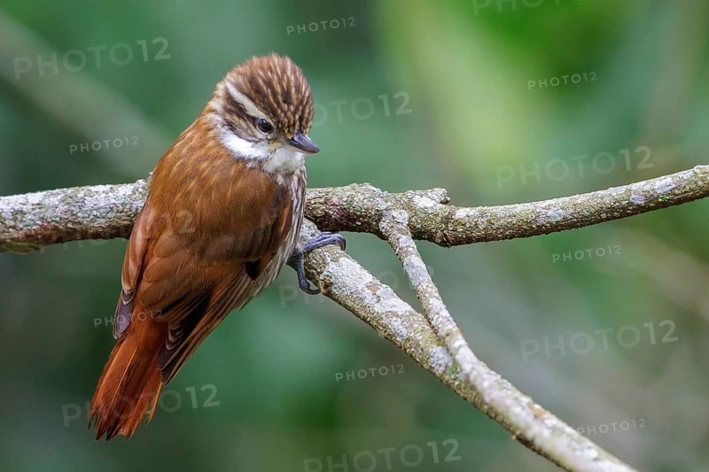 Streaked Xenops (Xenops rutilans) perched on a branch in the Atlantic rainforest of southeast Brazil