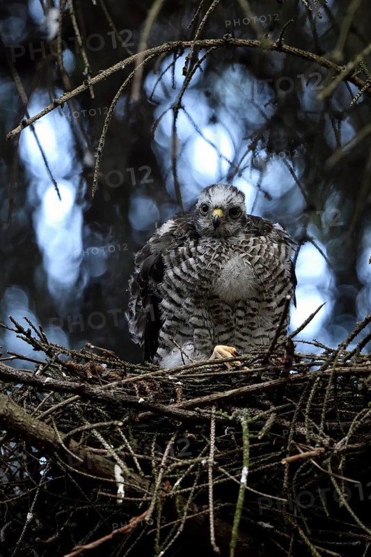 Eurasian Sparrowhawk (Accipiter nisus) juvenile in nest, North Rhine-Westphalia, Germany