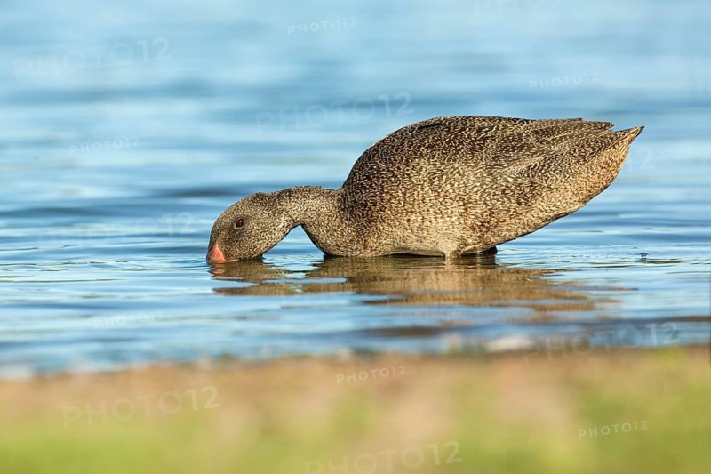 Freckled Duck (Stictonetta naevosa) male, Victoria, Australia