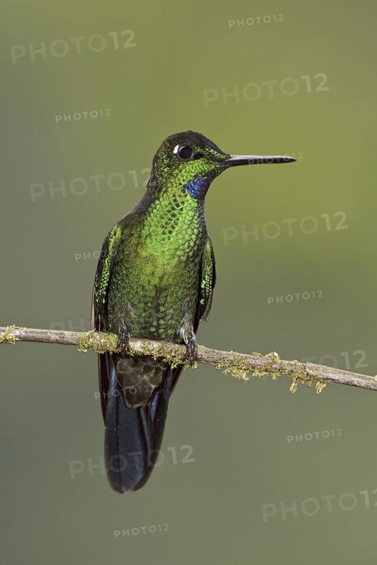 Green-crowned Brilliant (Heliodoxa jacula), Ecuador