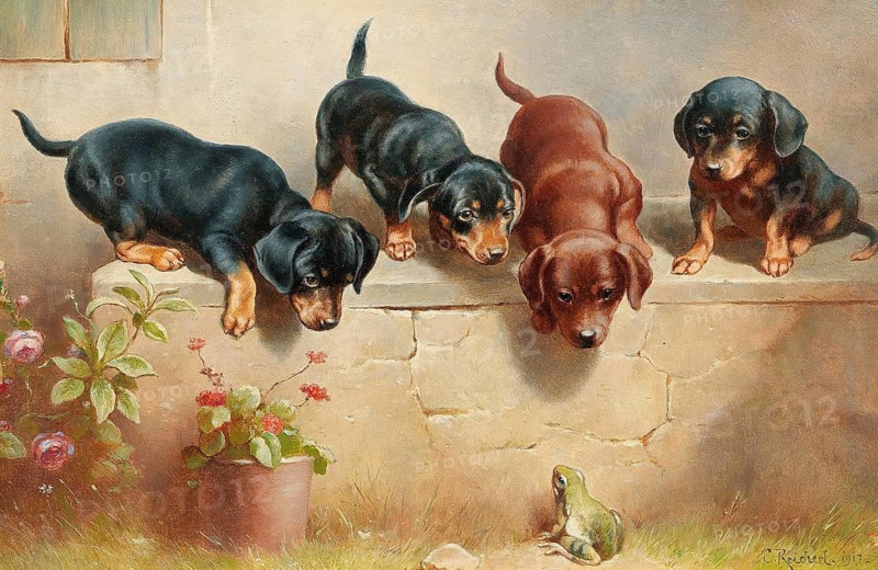Carl Reichert, Karl Reichert, pseudonym J. Hartung (born 27 August 1836 in Vienna, died 5 April 1918 in Graz) . Austrian painter, especially landscape painter and animal painter. Here his work:, Curious dachshund puppies and a frog, several dachshund puppies looking curiously down from a wall at a small frog, Painting, Reproduction of the painting, Work of art, Historical