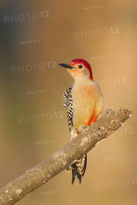 Red-bellied Woodpecker (Melanerpes carolinus), Florida, USA