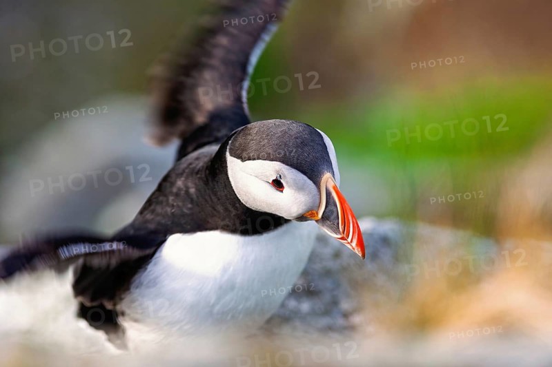 Close up of an Atlantic puffin with its colorful beak and flapping wings preparing to take off