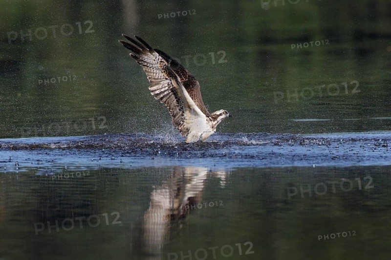 Fischadler, lat. Pandion haliaetus, erhebt sich nach dem Stoßtauchen von der Wasseroberfläche
