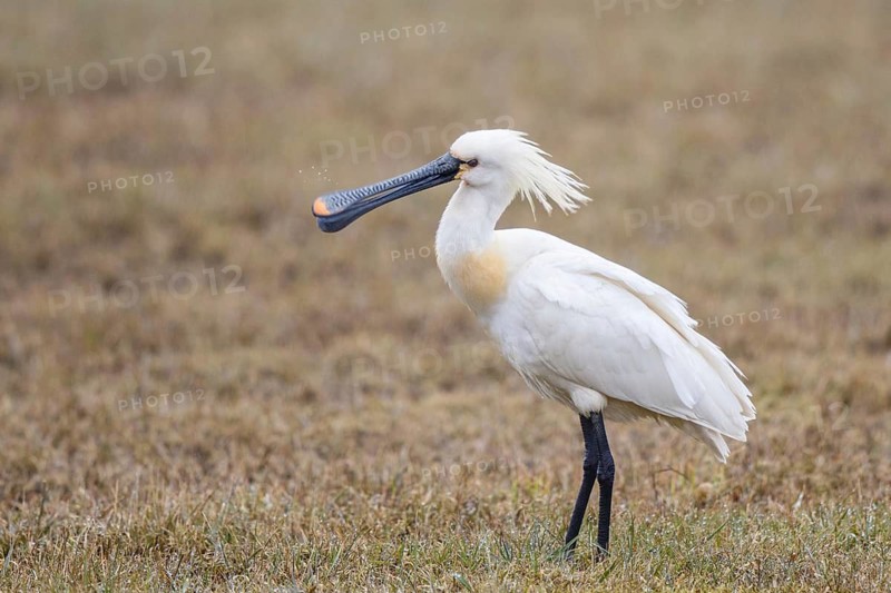 Eurasian Spoonbill (Platalea leucorodia), Netherlands